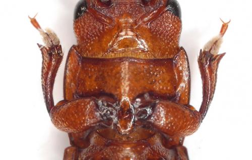 Pityophagus sp.