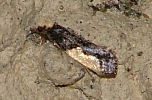 Réf. 28 014 : Monopis monachella