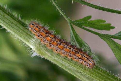 Réf. 28 720 : Eilema palliatella