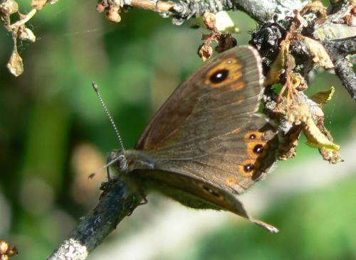 Lasiommata petropolitana