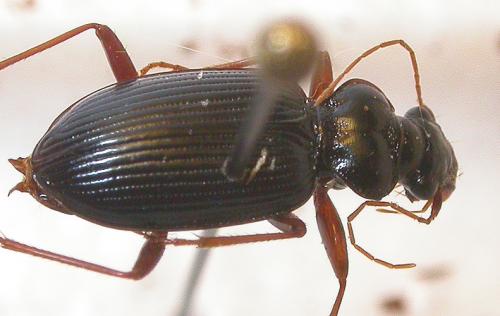 Leistus fulvibarbis