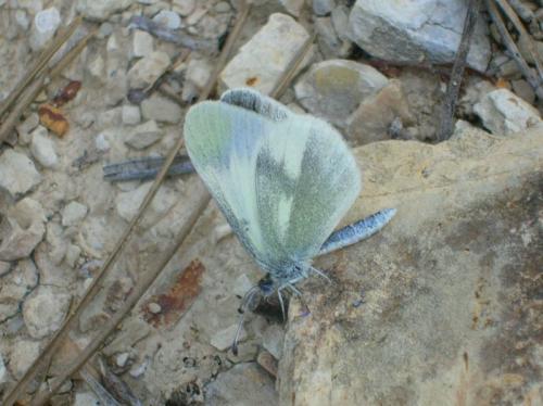 photo de papillon