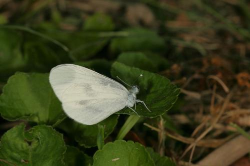 Réf. 28 126 : Leptidea reali
