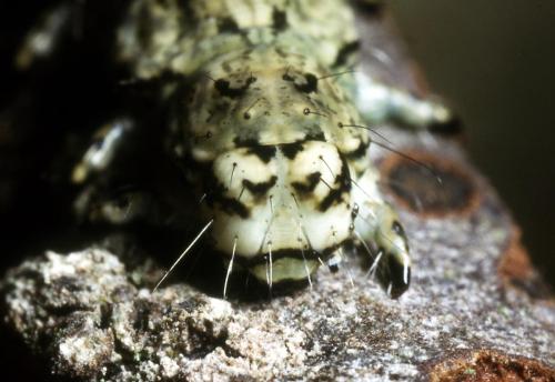 Réf. 28 142 : Laspeyria flexula
