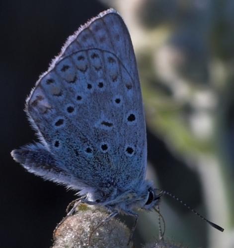 Polyommatus icarus