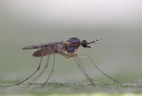 Sylvicola sp.