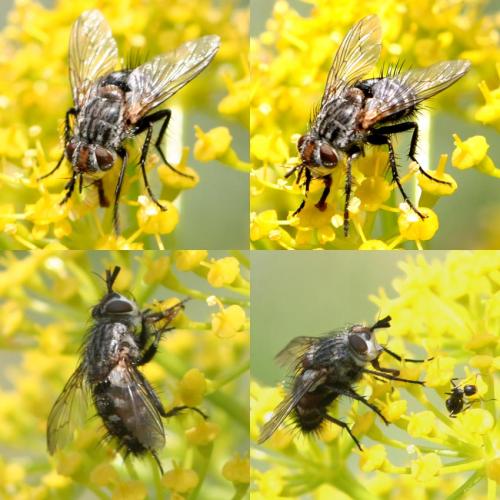 Linnaemya sp.
