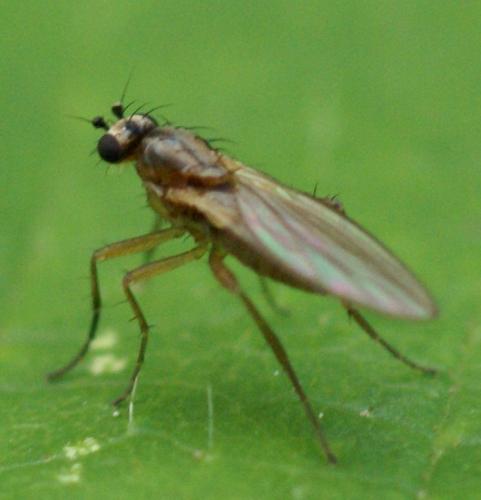 Lonchoptera sp.