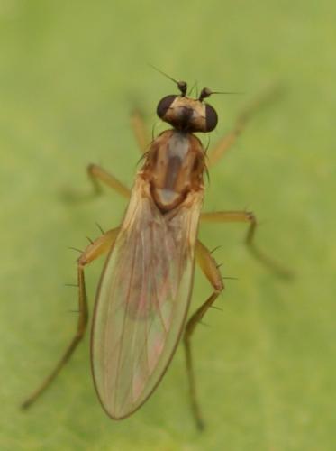 Lonchoptera sp.