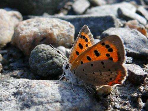 Lycaena phlaeas americana