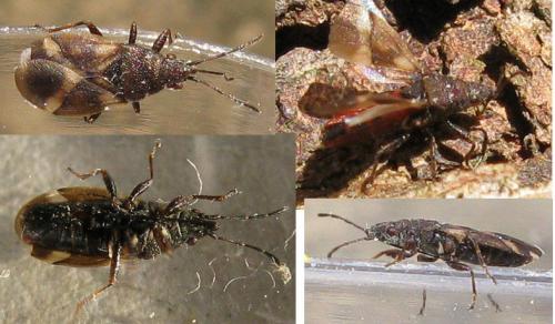 Oxycarenus modestus