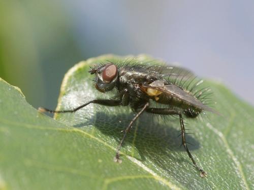 Macquartia dispar