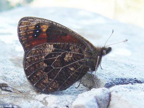 Erebia epistygne