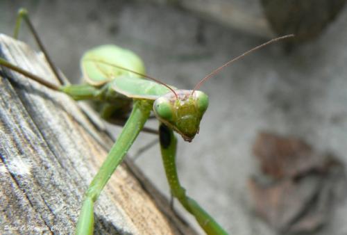 Mantis religiosa