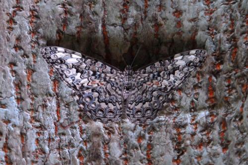 Hamadryas sp.
