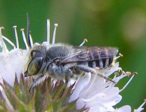 Megachile sp.