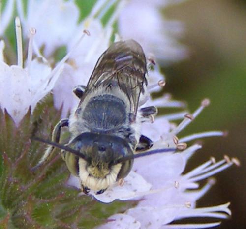 Réf. 28 471 : Megachile sp.