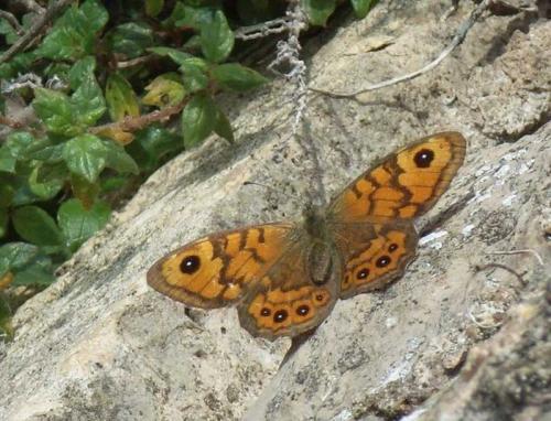 Lasiommata megera