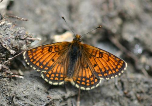Réf. 28 019 : Melitaea varia