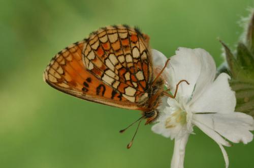 Melitaea aurelia