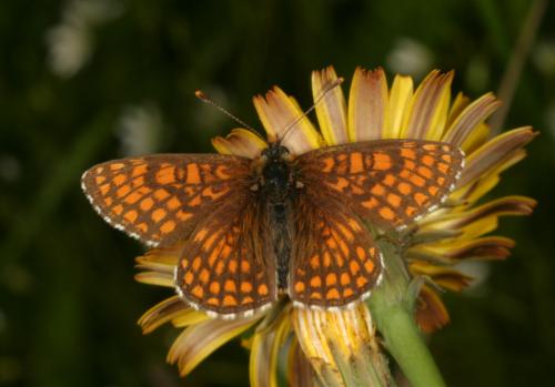 Melitaea aurelia