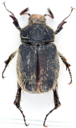 Aglaphyra francoisi