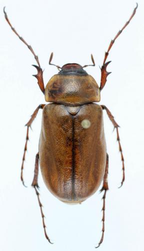 Schizonycha sp.