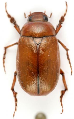 Réf. 28 629 : Apogonia sp.