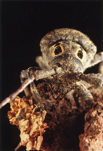 Réf. 28 223 : Mesosa curculionoides