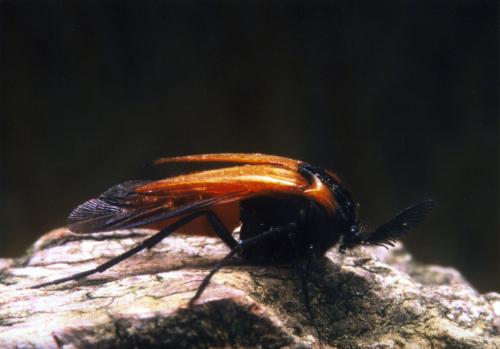 Réf. 28 395 : Metoecus paradoxus