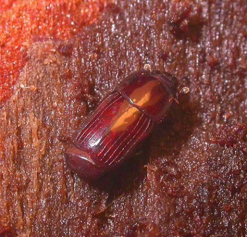 Réf. 28 453 : Platysoma elongatum