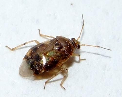 Deraeocoris lutescens