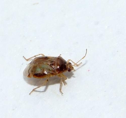Deraeocoris lutescens