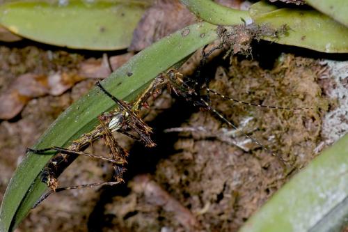 Parectatosoma hystrix
