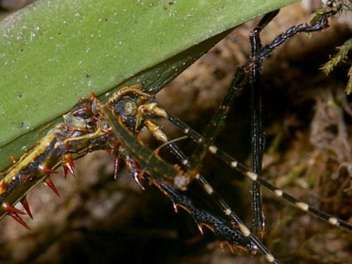 Parectatosoma hystrix