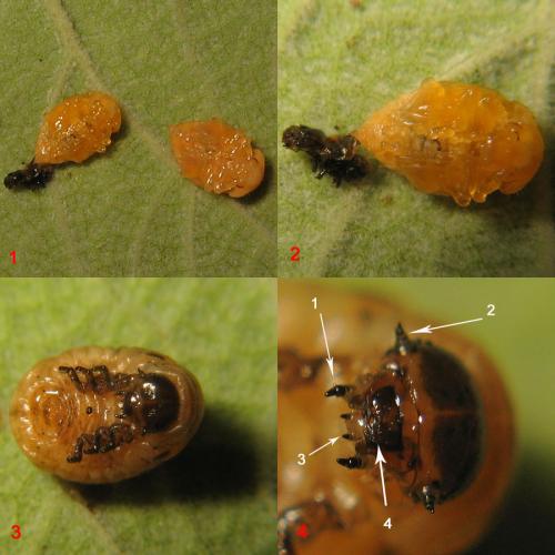 Chrysolina americana