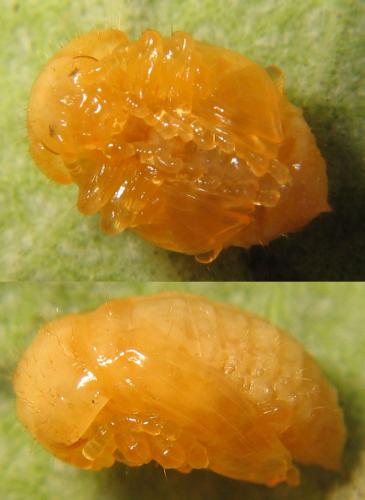 Chrysolina americana