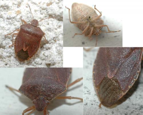 Palomena prasina