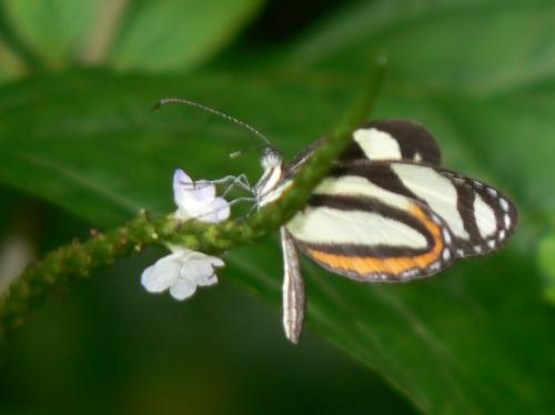 Réf. 28 784 : Moschoneura pinthous