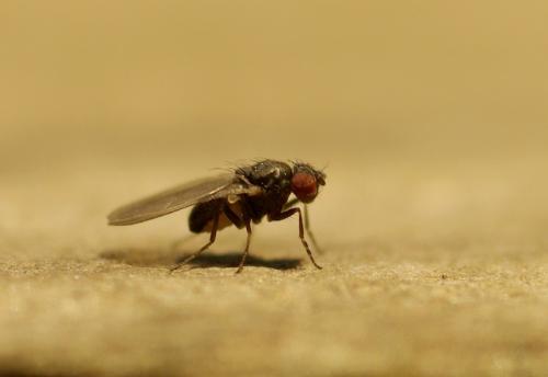 Drosophila sp.