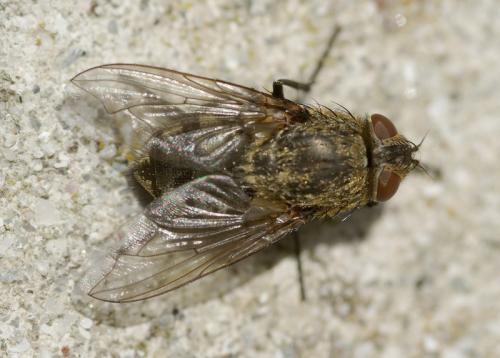 Pollenia sp.