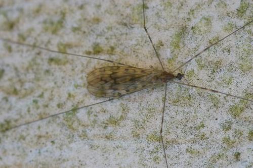 Limonia nubeculosa