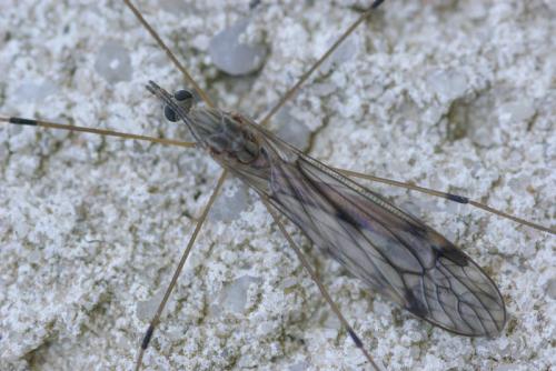 Réf. 28 864 : Tipula sp.
