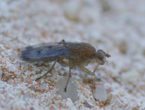 Suillia variegata