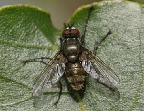 Macquartia dispar