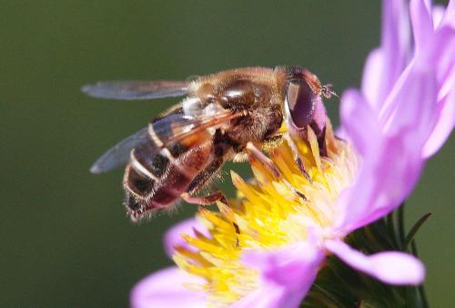 Eristalis sp.