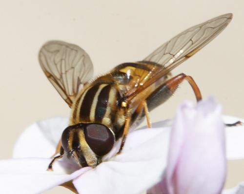 Helophilus pendulus
