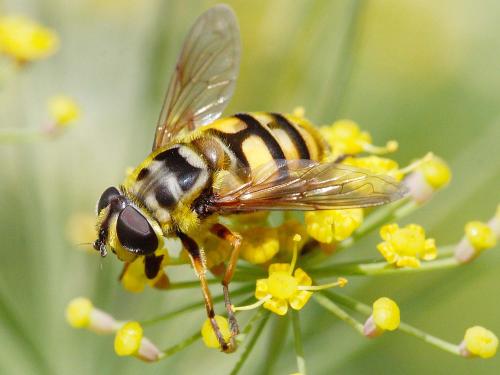 Myathropa florea