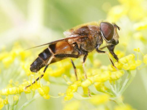 Eristalis pertinax