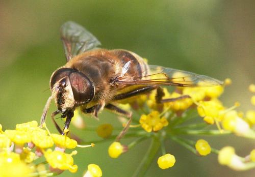 Eristalis tenax